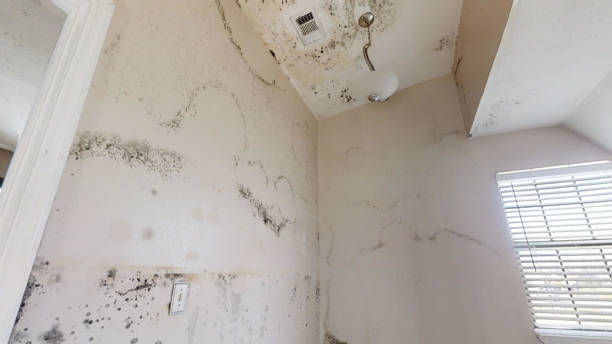 Best Mold Odor Removal Services  in Olean, NY