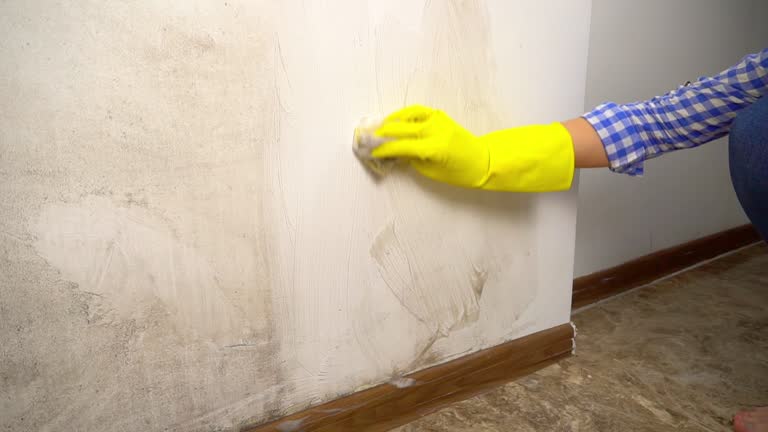 Best Industrial Mold Remediation  in Olean, NY