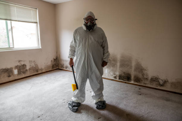 Best Environmental Consulting for Mold Prevention  in Olean, NY