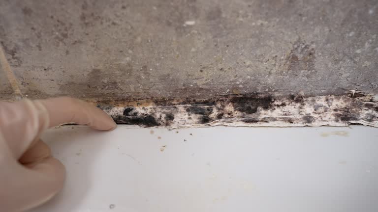 Best Real Estate Mold Inspection  in Olean, NY