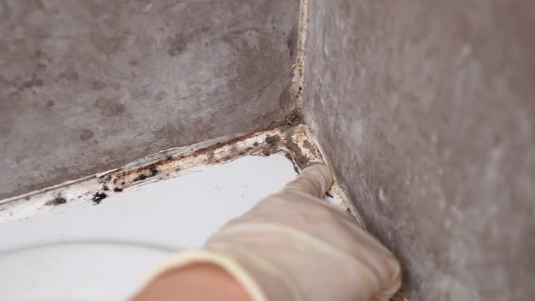 Best Post-Remediation Verification Testing  in Olean, NY