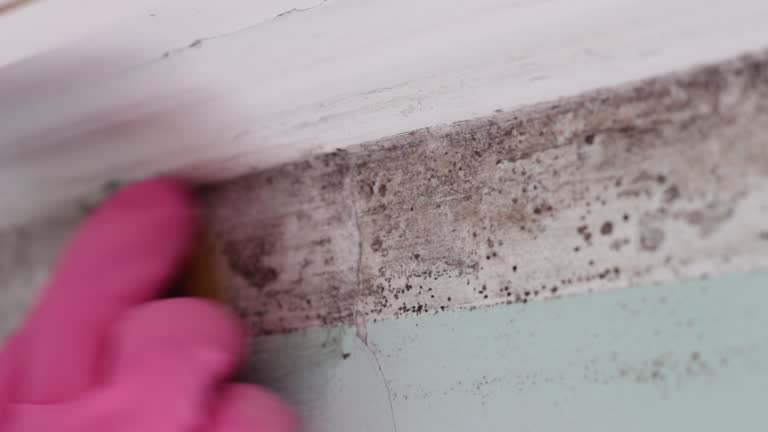 Best Post-Construction Mold Inspection  in Olean, NY